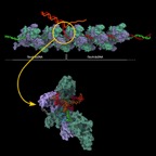 Full RecA model indicating where we used BioSpring